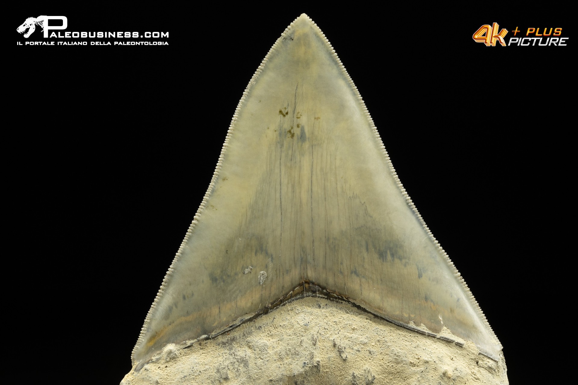 Dente di megalodonte (Carcharocles/Otodus megalodon)