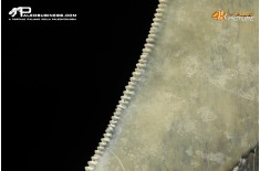 Dente di megalodonte (Carcharocles/Otodus megalodon)