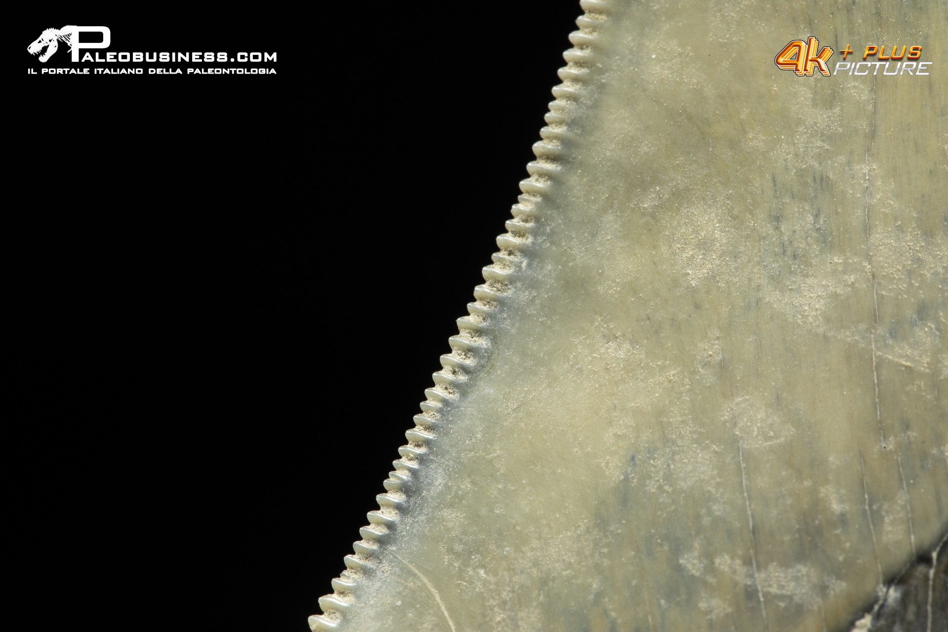 Dente di megalodonte (Carcharocles/Otodus megalodon)