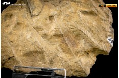 Pecopteris sp.
