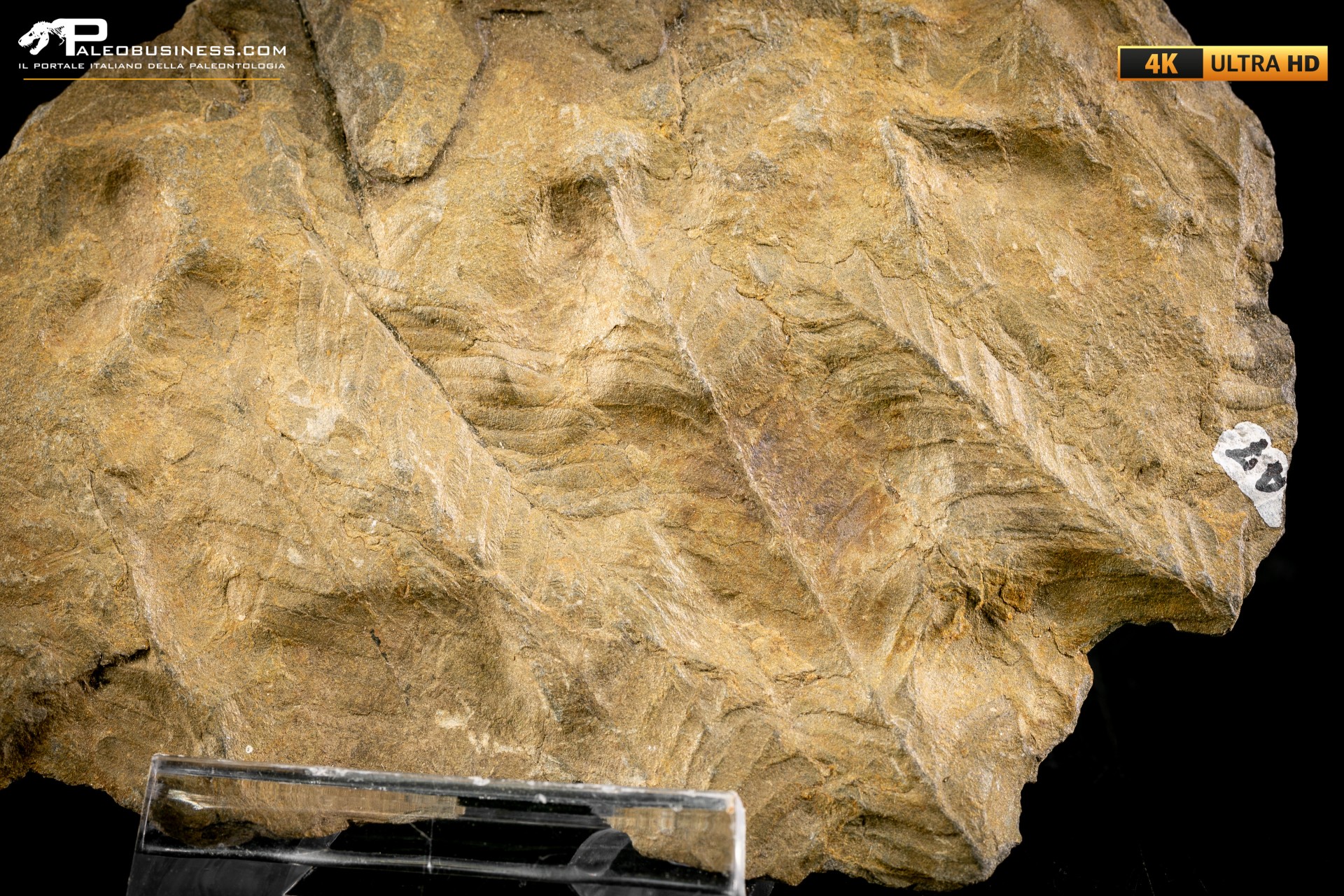 Pecopteris sp.