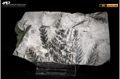 Odontopteris minor