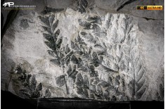 Odontopteris minor