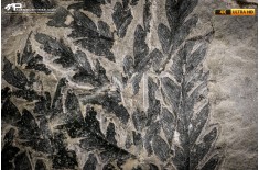 Odontopteris minor