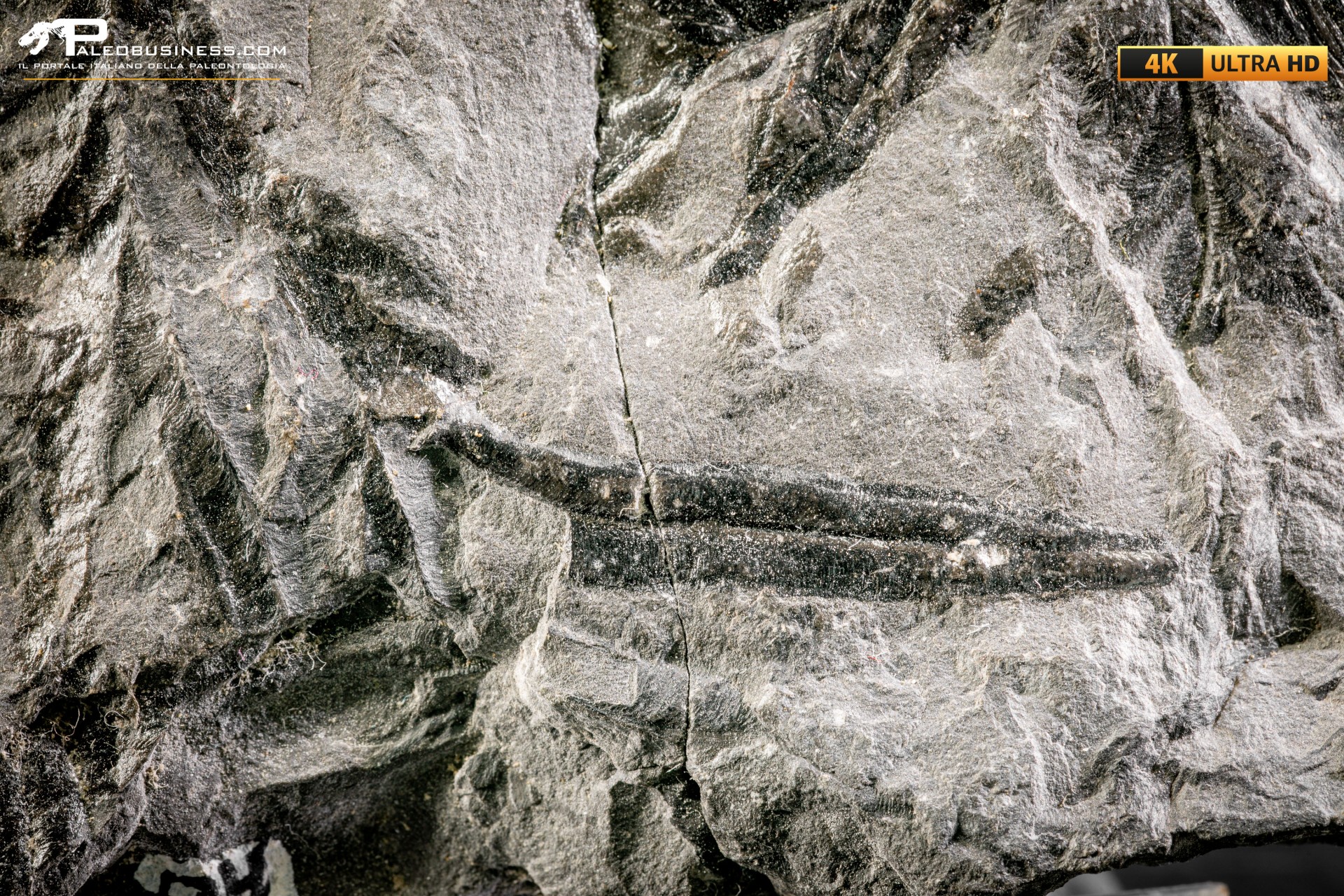 Annularia stellata