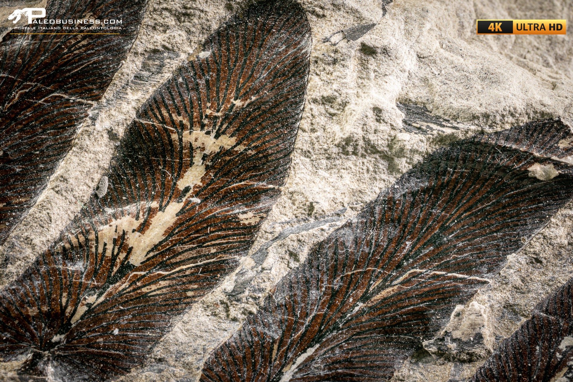 Neuropteris cordata