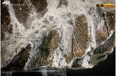 Neuropteris cordata