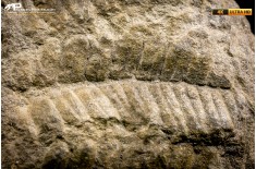 Pecopteris sp.