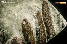 Neuropteris cordata + Annularia stellata