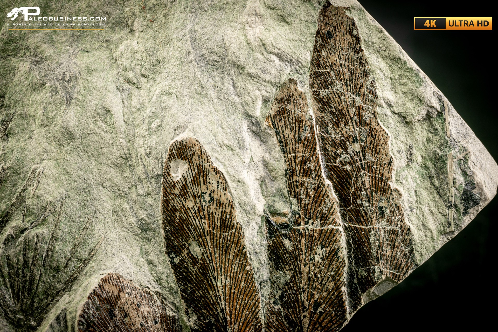 Neuropteris cordata e Annularia stellata