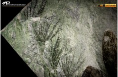 Neuropteris cordata + Annularia stellata