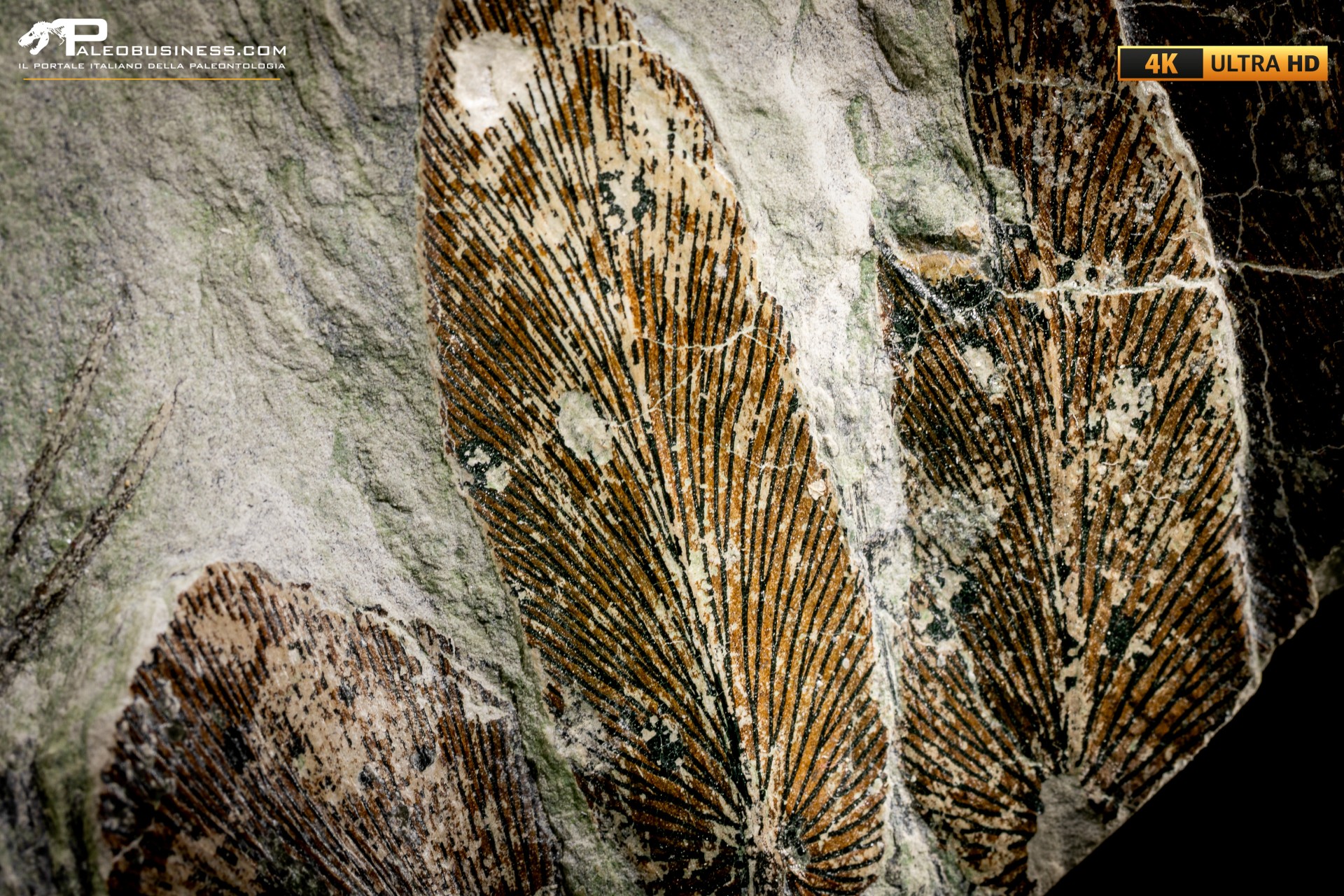 Neuropteris cordata e Annularia stellata