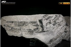 Callipteridium gigas