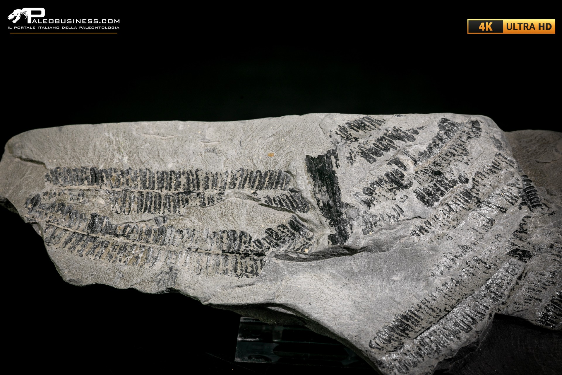 Callipteridium gigas