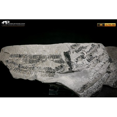 Callipteridium gigas