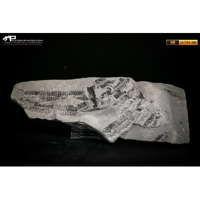 Callipteridium gigas
