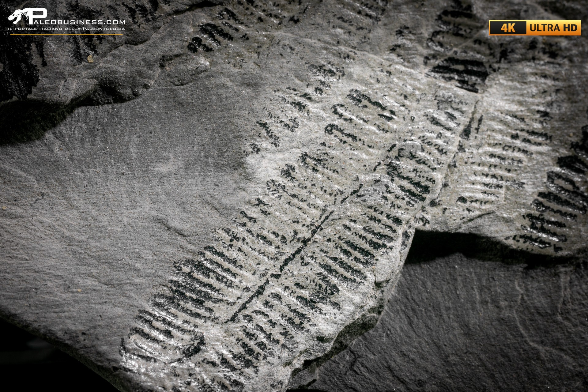 Callipteridium gigas