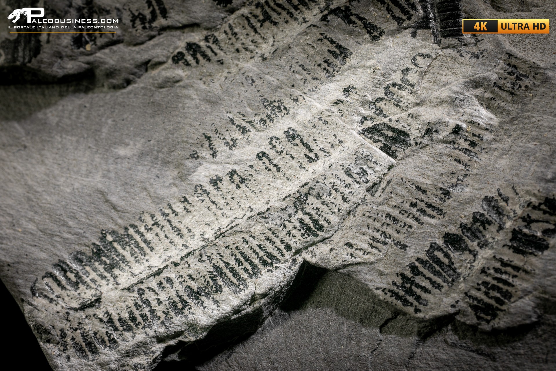Callipteridium gigas