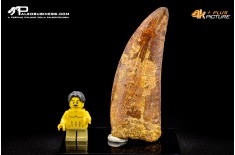 Dente di Carcharodontosaurus saharicus