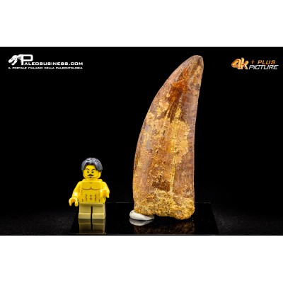 Dente di Carcharodontosaurus saharicus