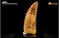 Dente di Carcharodontosaurus saharicus
