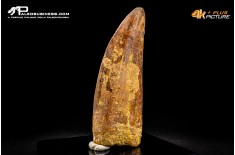 Dente di Carcharodontosaurus saharicus