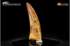Dente di Carcharodontosaurus saharicus