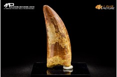 Dente di Carcharodontosaurus saharicus