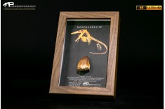 Dente fossile di Mosasaurus sp. in cornice