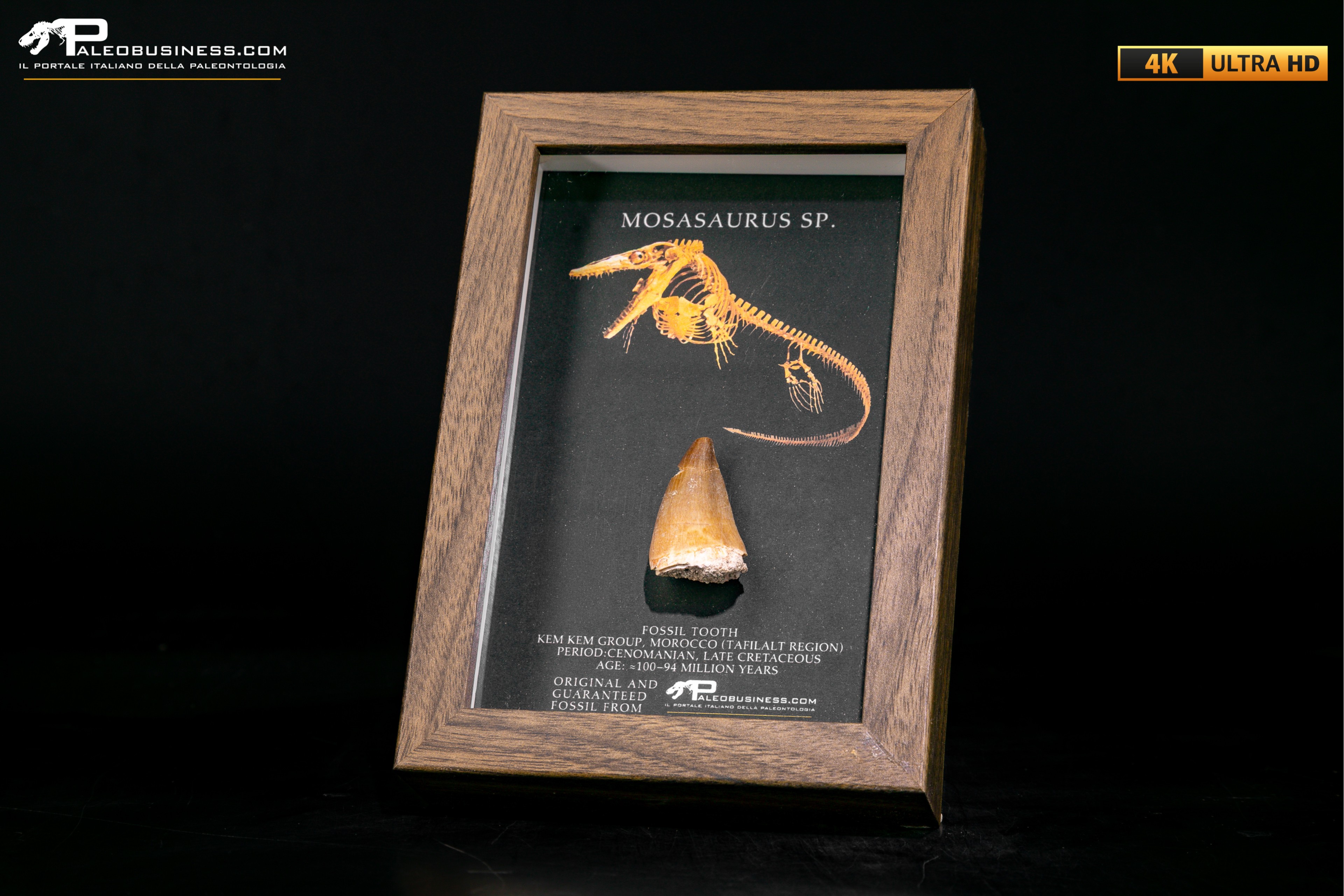 Dente fossile di Mosasaurus sp. in cornice