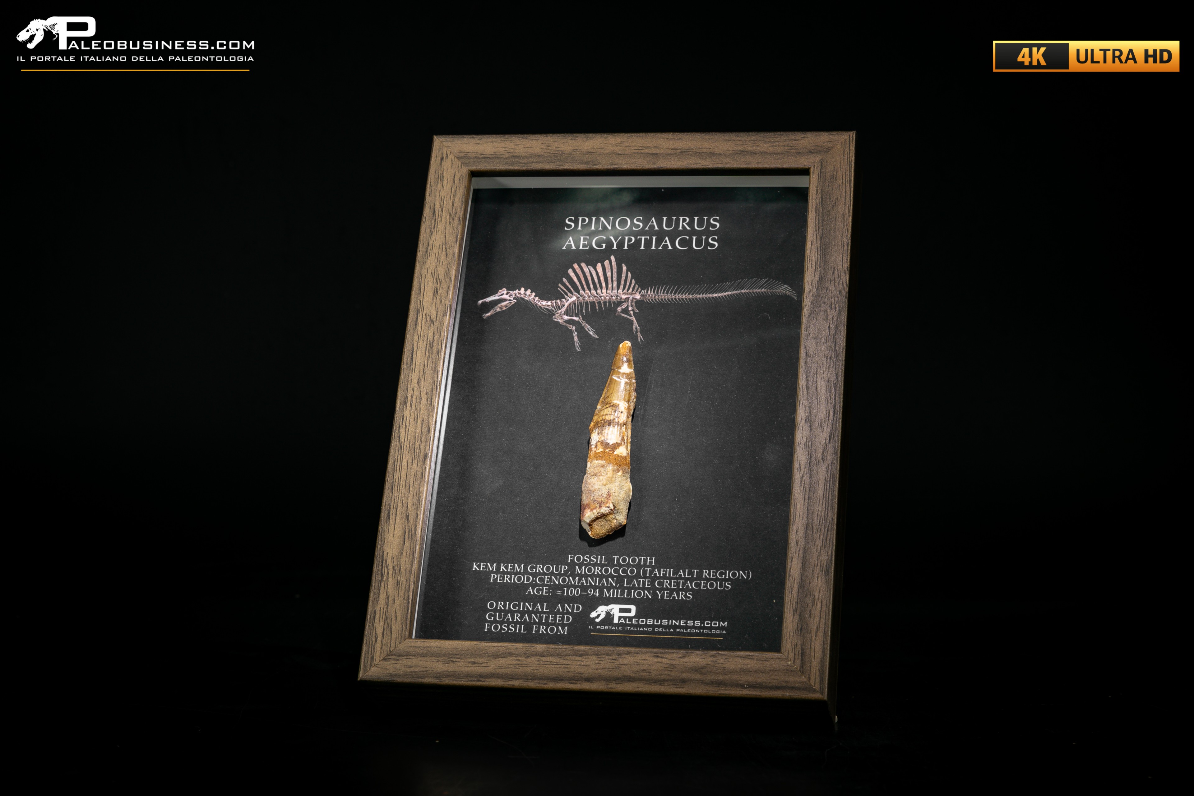 Dente fossile di Spinosaurus aegyptiacus  in cornice
