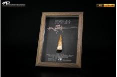 Dente fossile di Spinosaurus aegyptiacus  in cornice