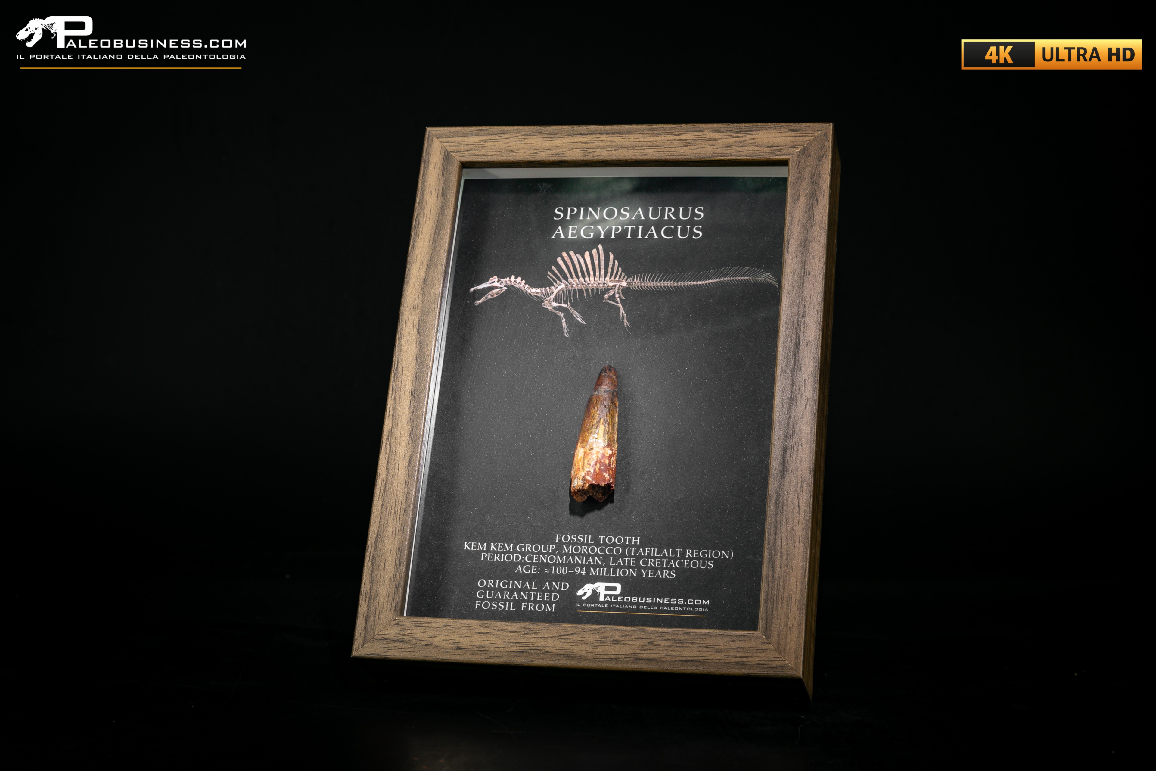 Dente fossile di Spinosaurus aegyptiacus  in cornice