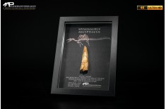 Dente fossile di Spinosaurus aegyptiacus  in cornice