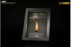 Dente fossile di Spinosaurus aegyptiacus  in cornice