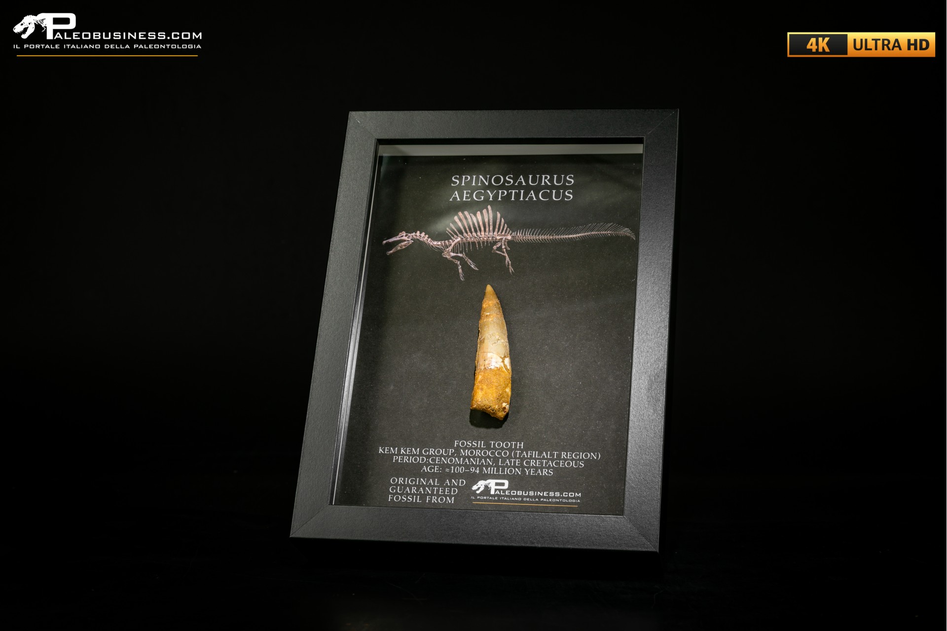 Dente fossile di Spinosaurus aegyptiacus  in cornice