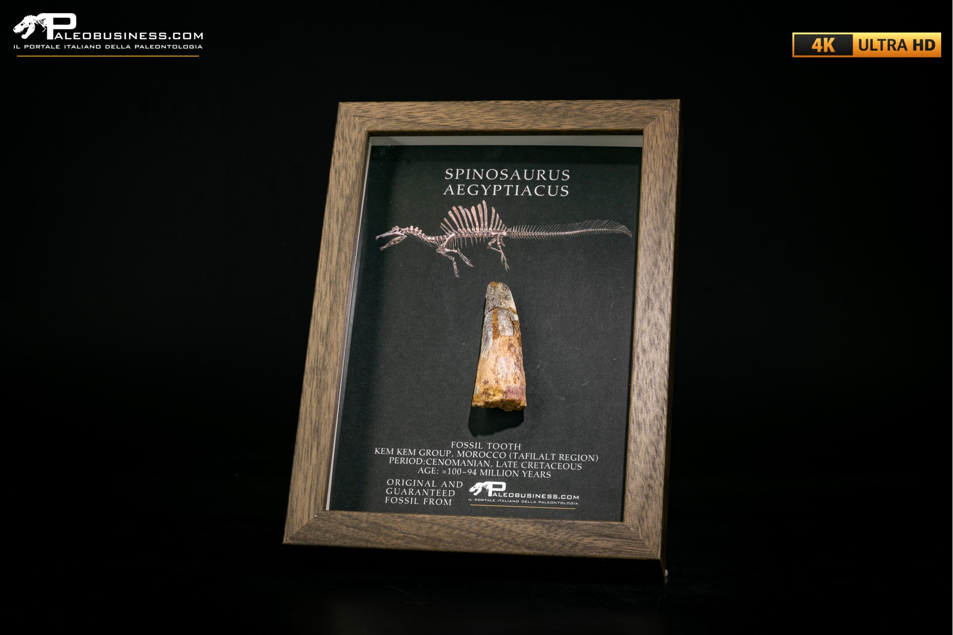 Dente fossile di Spinosaurus aegyptiacus  in cornice