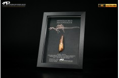 Dente fossile di Spinosaurus aegyptiacus  in cornice