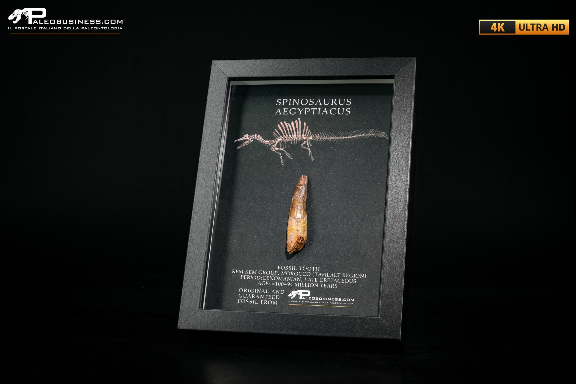 Dente fossile di Spinosaurus aegyptiacus  in cornice