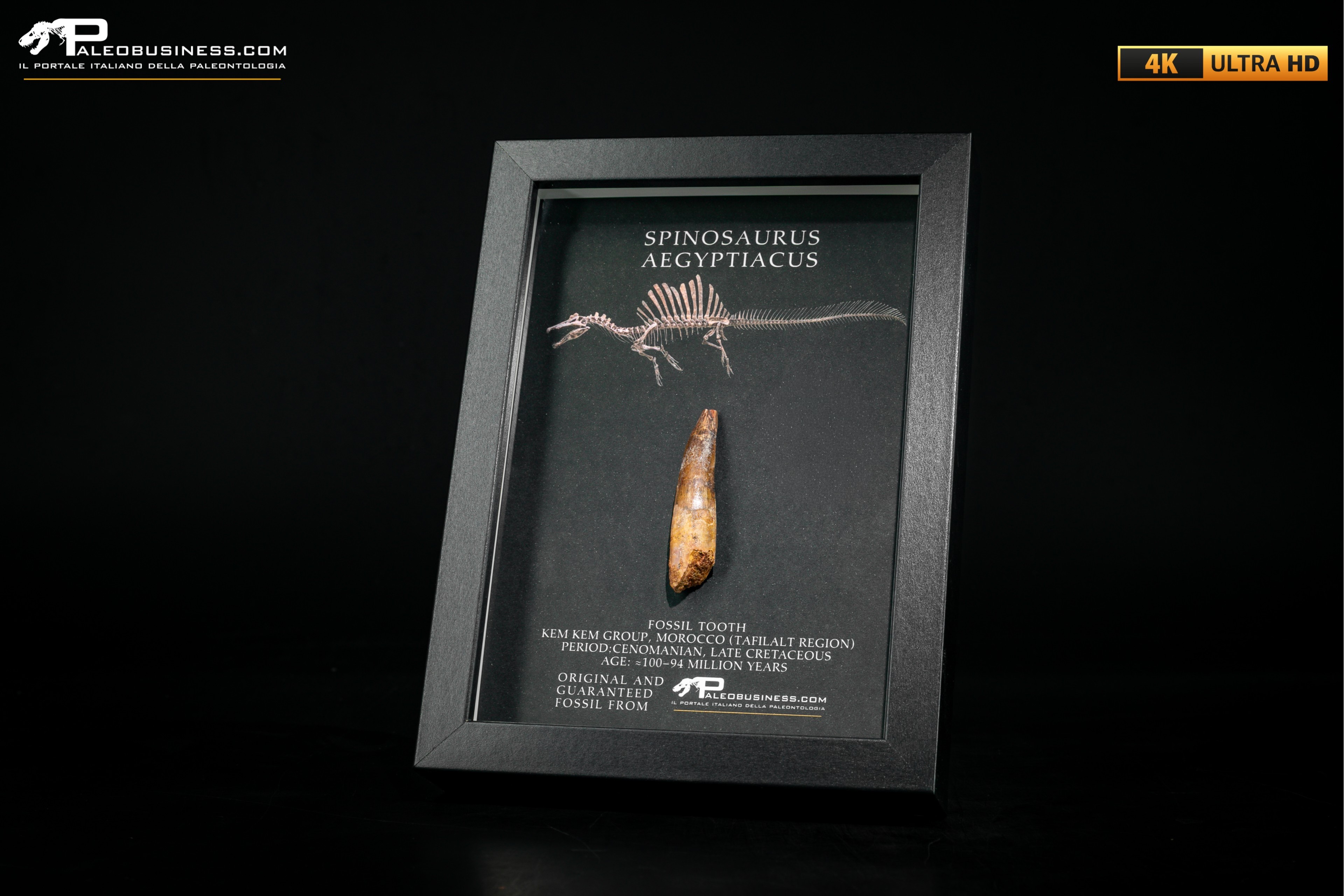Dente fossile di Spinosaurus aegyptiacus  in cornice
