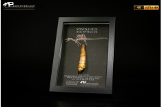 Dente fossile di Spinosaurus aegyptiacus  in cornice
