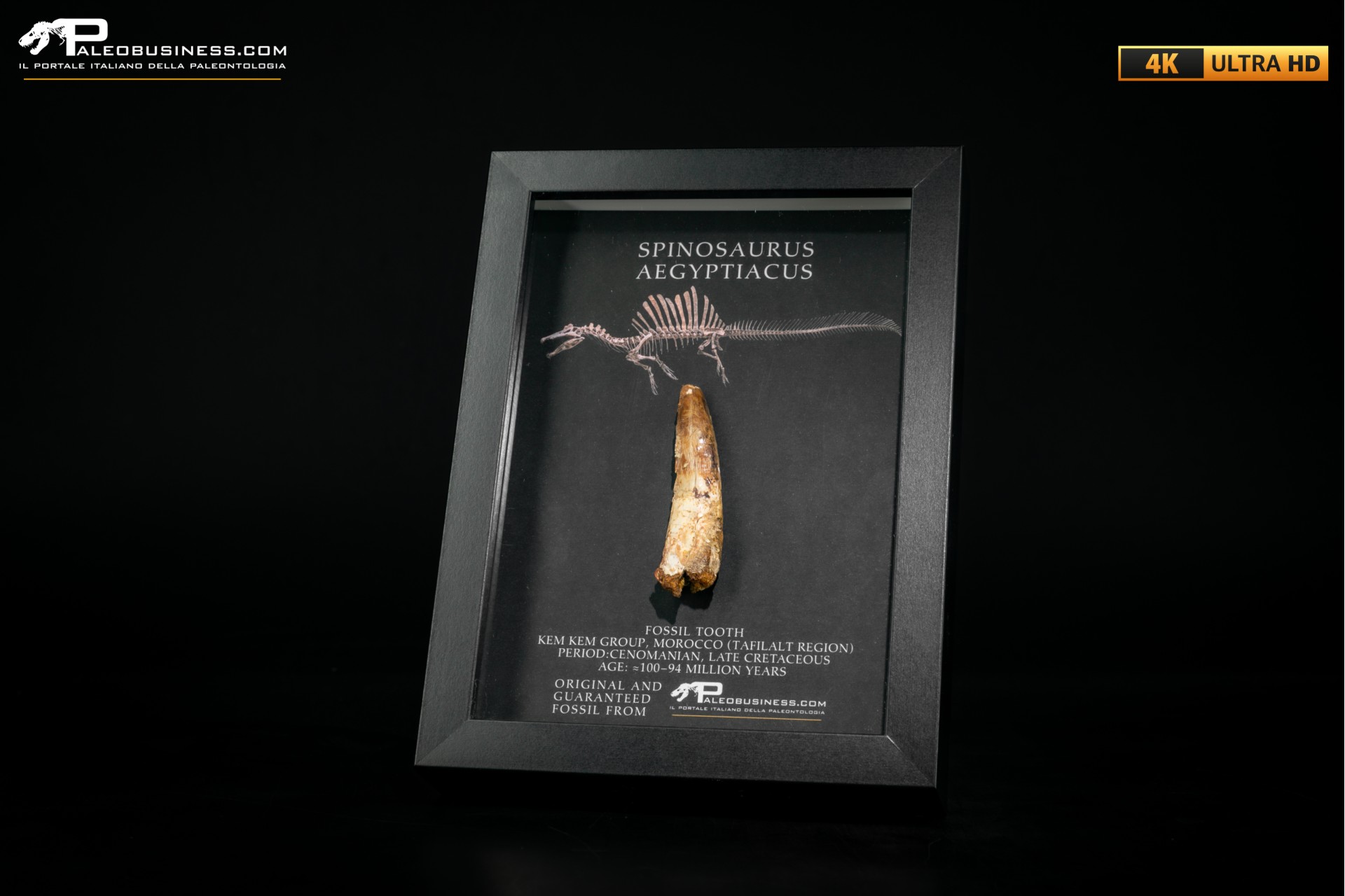 Dente fossile di Spinosaurus aegyptiacus  in cornice