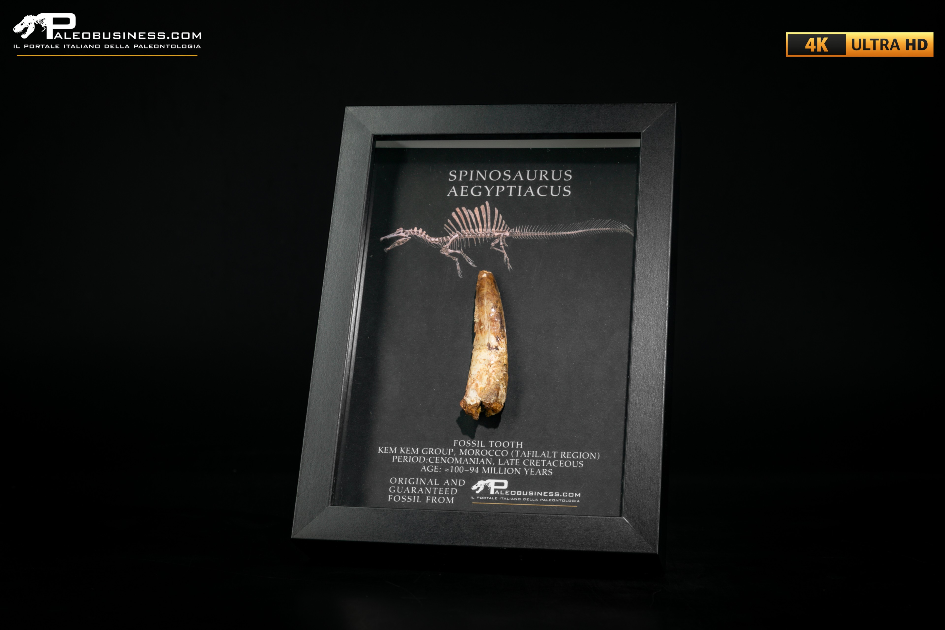 Dente fossile di Spinosaurus aegyptiacus  in cornice