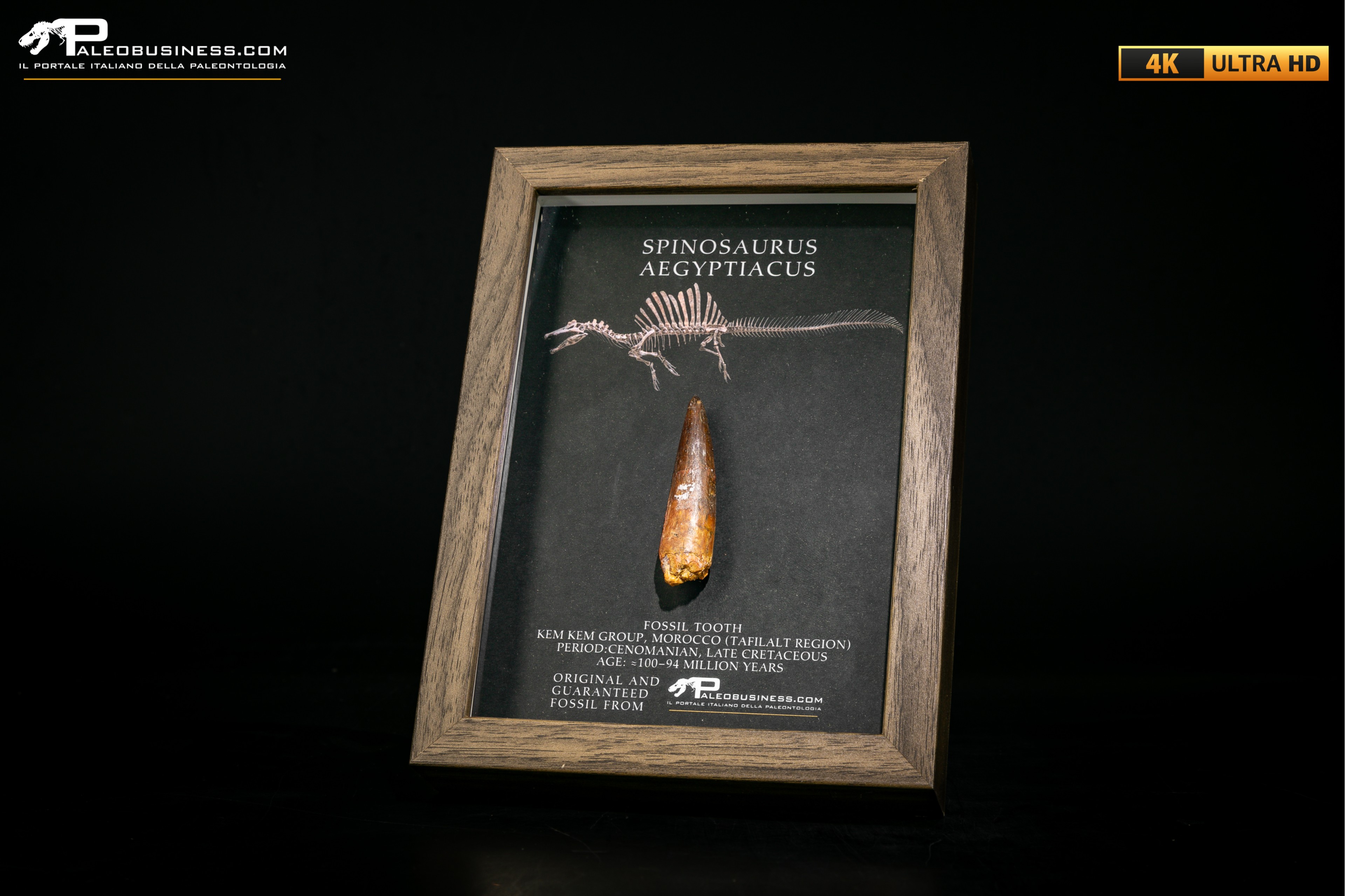 Dente fossile di Spinosaurus aegyptiacus  in cornice