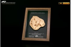 Pesce fossile Knightia eocaena in cornice