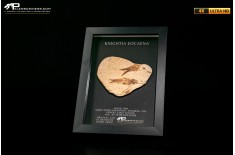 Pesce fossile Knightia eocaena in cornice