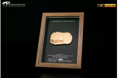 Pesce fossile Knightia eocaena in cornice