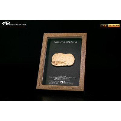 Pesce fossile Knightia eocaena in cornice