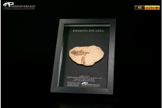 Pesce fossile Knightia eocaena in cornice