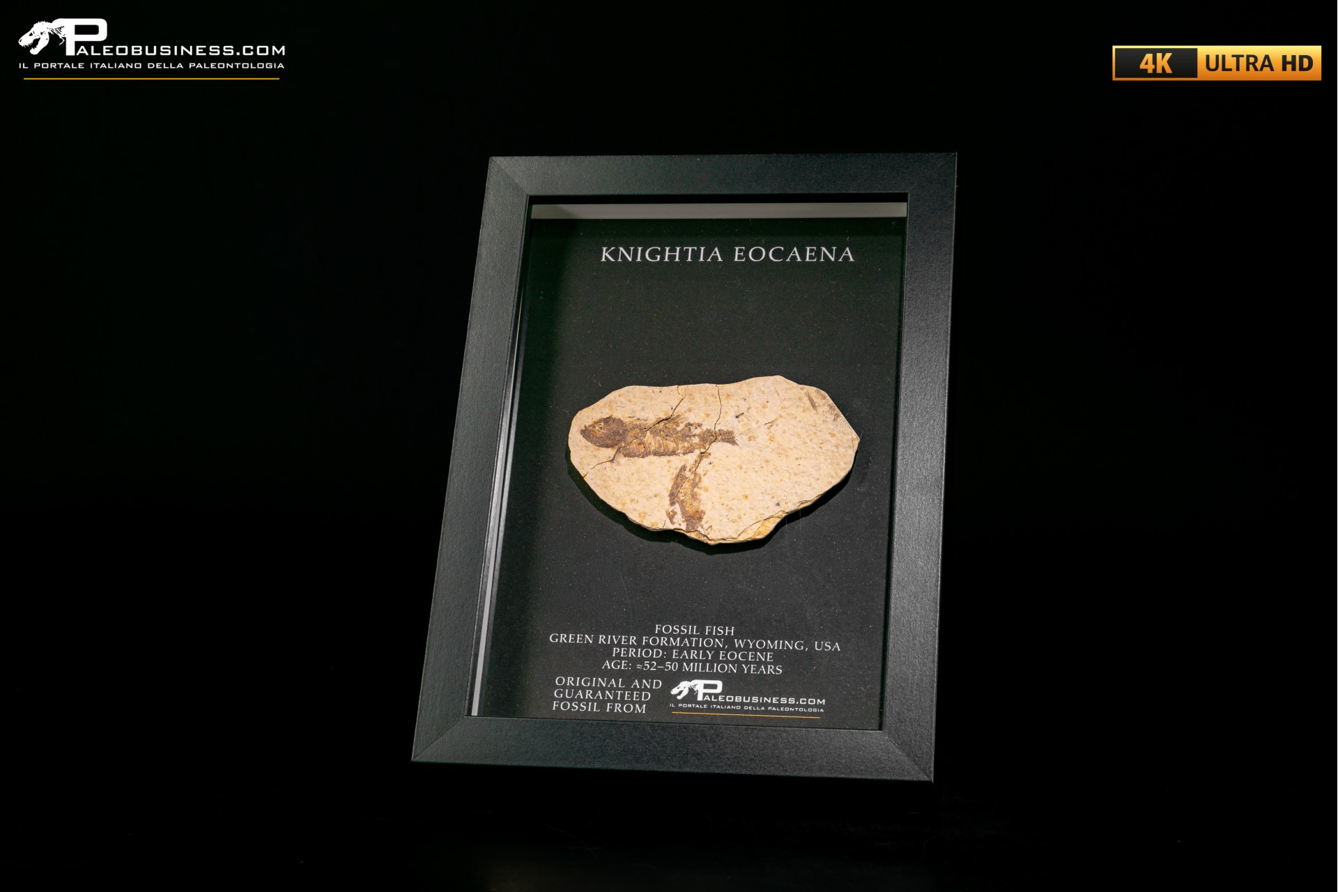 Pesce fossile Knightia eocaena in cornice